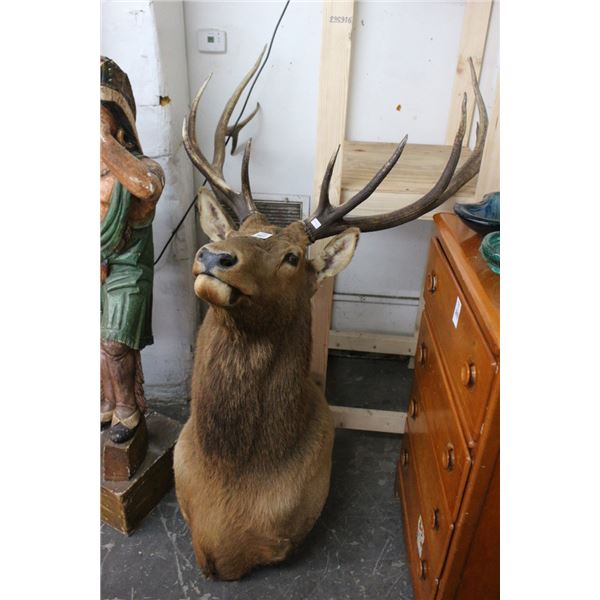 Large Deer Taxidermy