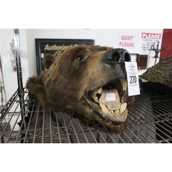 Brown Bear Taxidermy Area Rug