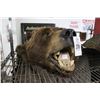 Image 1 : Brown Bear Taxidermy Area Rug