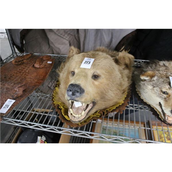 Bear Taxidermy