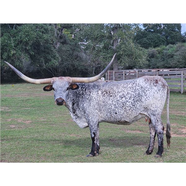 RM Touch 'N Shadow PAT