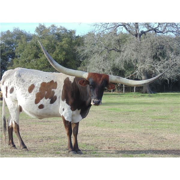 Scratch - WO Spicey Iron Shot