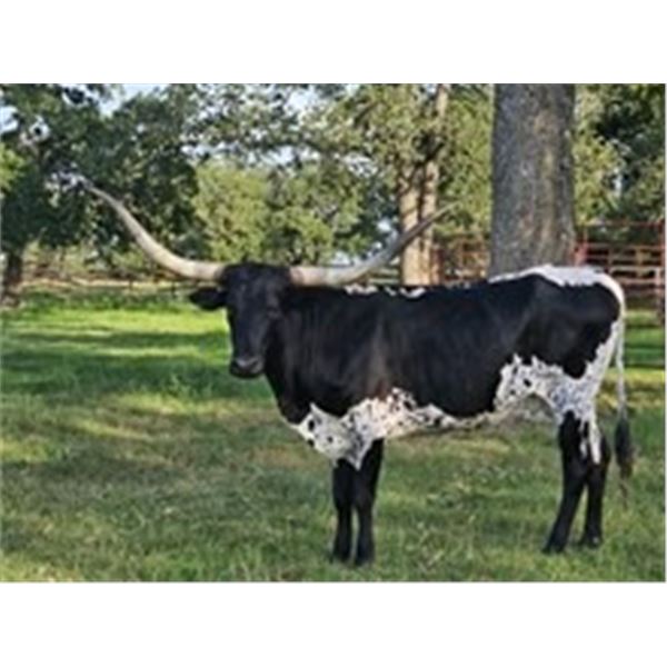 HL Warrior’s Candy Cane