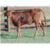 Image 1 : Silver Kiss Heifer