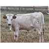 Image 1 : Brandywine Heifer