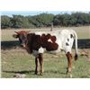Image 1 : Shadow PAT Heifer