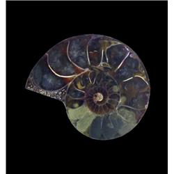 33.27ct Opalized Prehistoric Ammonite Jewelry Cut Half (GEM-20492)