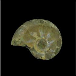 3.6ct Opalized Prehistoric Ammonite Jewelry Cut Half (GEM-20498)