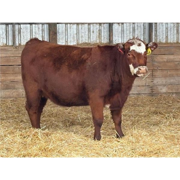 Lyzenga Farms - 3 RWF Heifers (Pen 737)