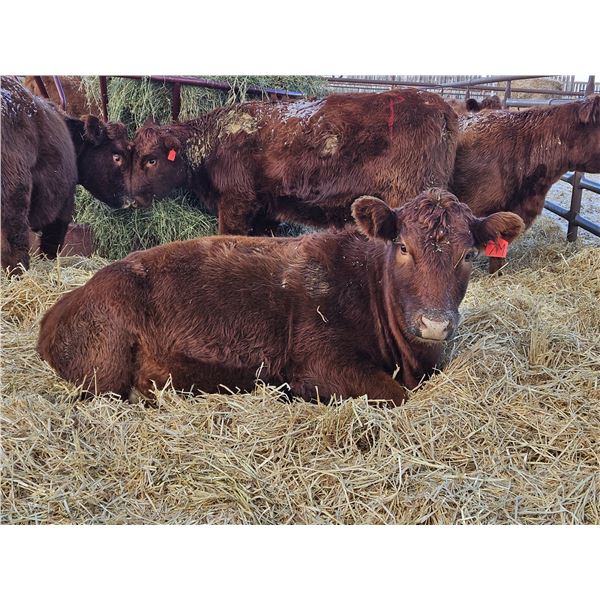 Emmett Stuber - 7 Red/Simm X Heifers (Pen 731 - 733)