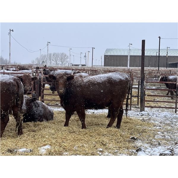 Mahlon Bear - 10 Red Heifers (Pen 506 - 508)