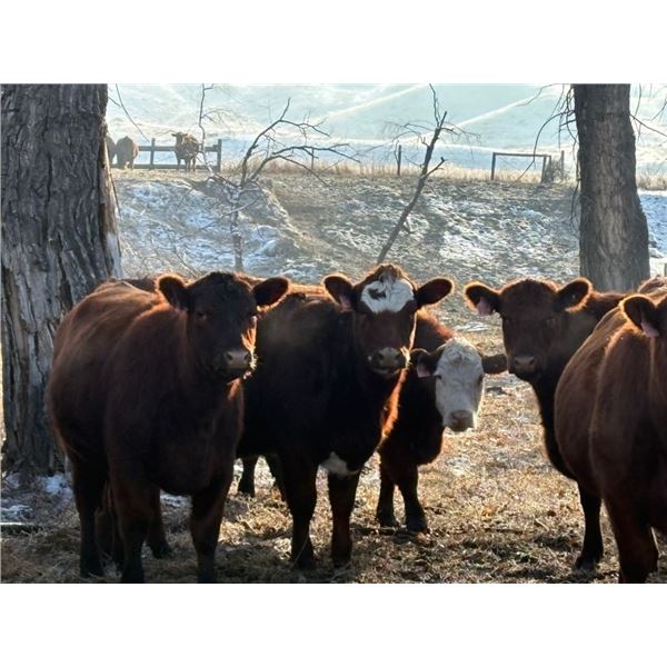 C & M Ranching (Cordell Griffith) - 7 RBF Heifers (Pen 631 - 633)