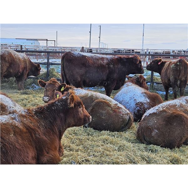 Count Ridge Stock Farms - 5 Red Heifers (Pen 520)