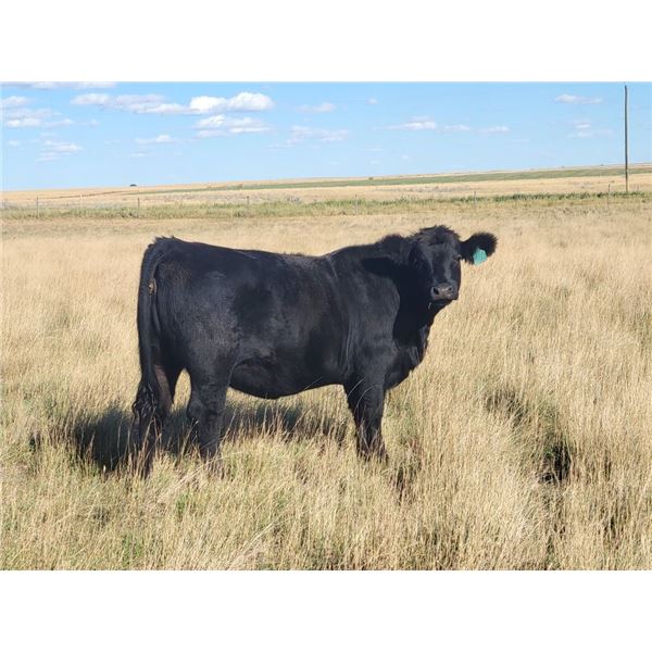 Colton Battrum - 7 Black Heifers (Pen 526)