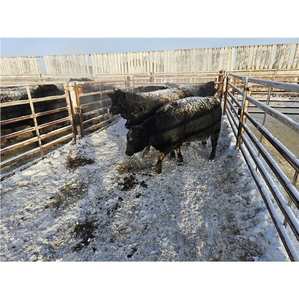 High Prairie Ltd. (Leonard Parke) - 9 Black Heifers (Pen 529 - 531)