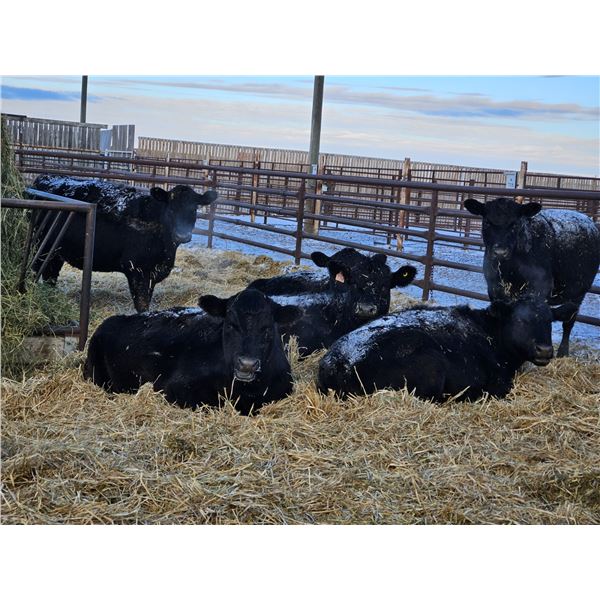 Joel Meier - 4 Black Heifers (Pen 621)