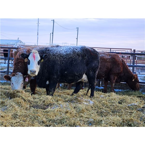 YV Ranch - 1 Red Cow (Pen 513)