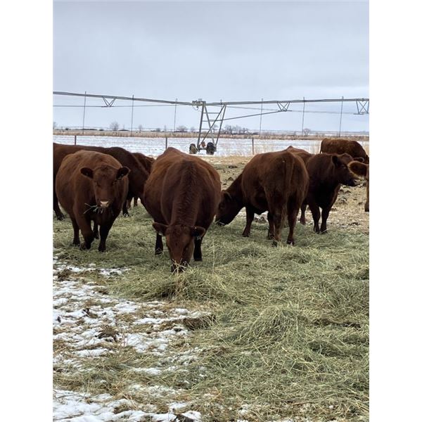 Westwick Ranching - 6 Red Mature Cows (Pen 501 - 503)