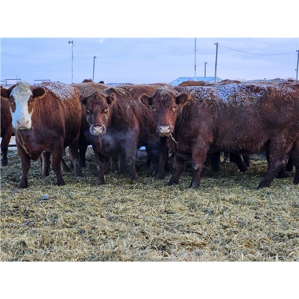 Stensrud Cattle Co. - 2 Red Cows (Pen 410)