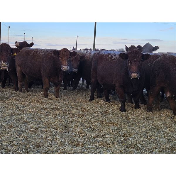 Graham Alexander - 2 RMX Cows (Pen 401 - 403)