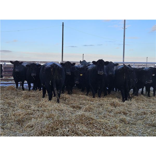 Graham Alexander - 6 Black Younger Cows (Pen 406)