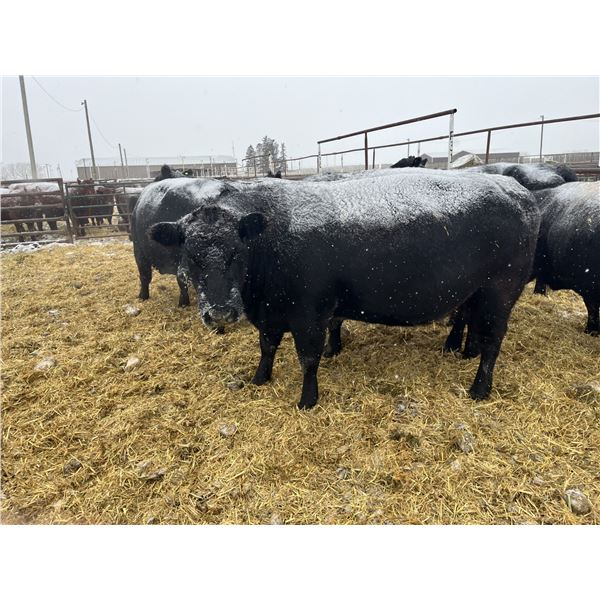 Jake Giesbrecht - 1 BBF Cow (Pen 424)