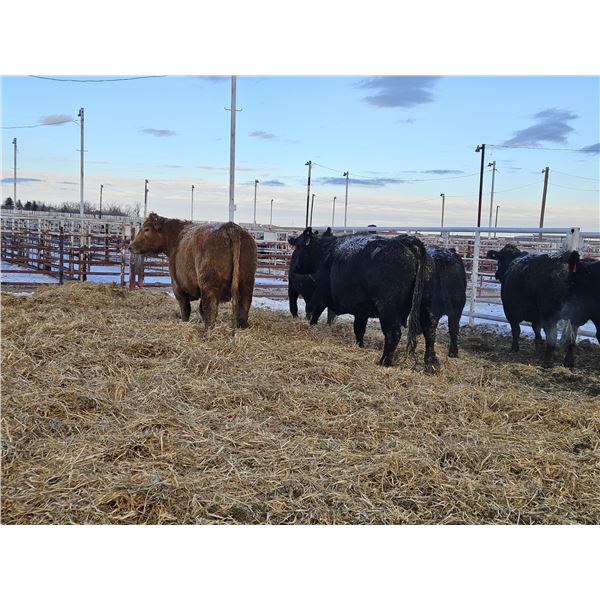 Stryker Cattle Co (Chad Stryker) - 1 Young Black Cow (Pen 436)