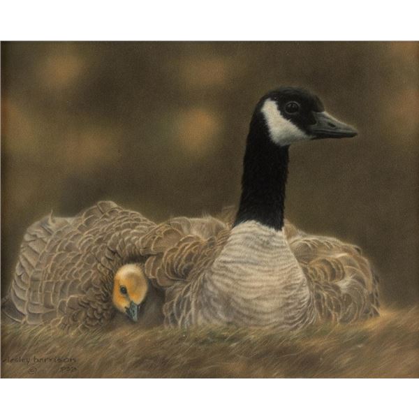 Lesley Harrison, pastel