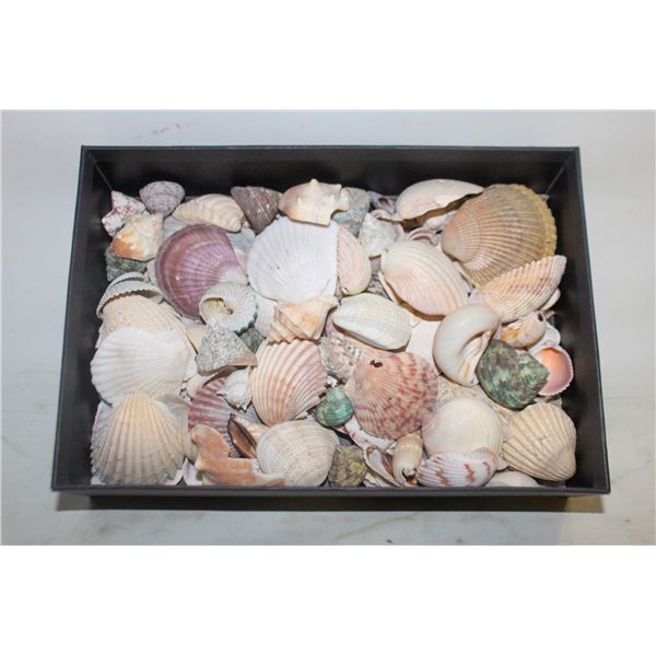 BOX OF SEA SHELLS