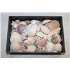Image 1 : BOX OF SEA SHELLS