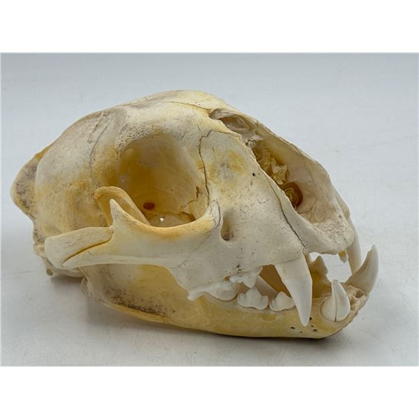 VTG Cougar Skull