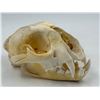 Image 1 : VTG Cougar Skull