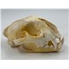 Image 2 : VTG Cougar Skull