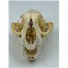 Image 3 : VTG Cougar Skull