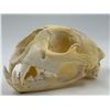 Image 4 : VTG Cougar Skull