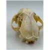 Image 5 : VTG Cougar Skull