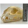 Image 6 : VTG Cougar Skull