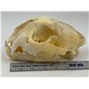 Image 7 : VTG Cougar Skull