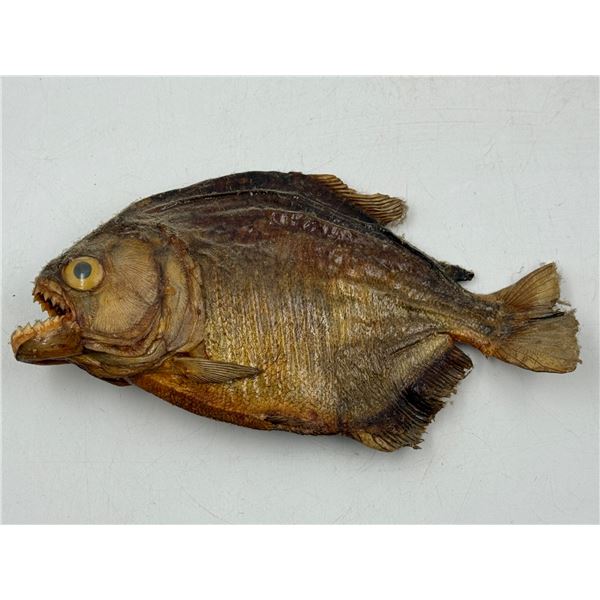 VTG Piranha Taxidermy