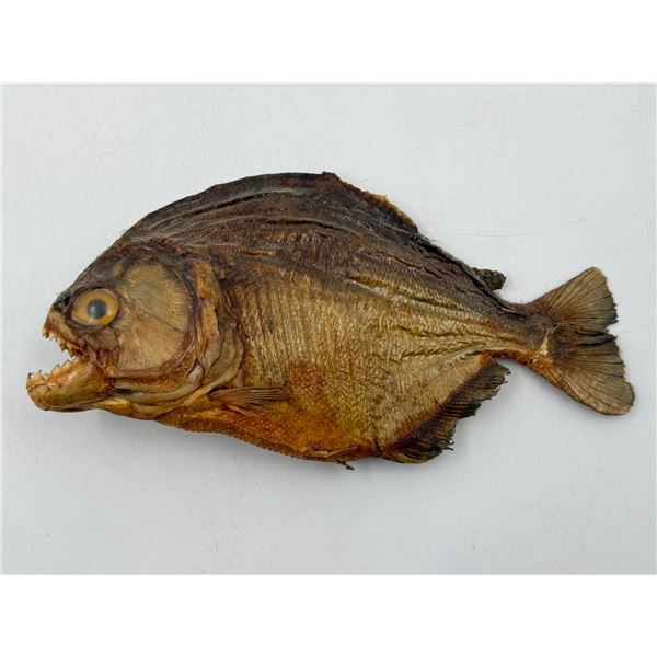 VTG Piranha Taxidermy