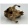 Image 4 : Clay & Bone Art