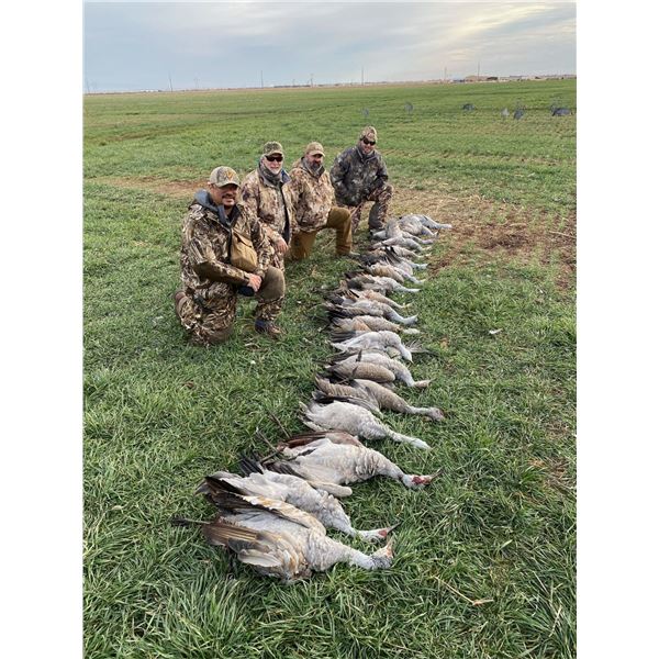TEXAS SANDHILL CRANE 2 DAY HUNT 4 HUNTERS
