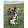 Image 1 : TEXAS SANDHILL CRANE 2 DAY HUNT 4 HUNTERS