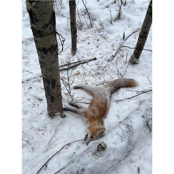 ALBERTA WOLF HUNT AND TRAPLINE ADVENTURE FOR ONE HUNTER / 6 DAYS