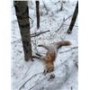 Image 1 : ALBERTA WOLF HUNT AND TRAPLINE ADVENTURE FOR ONE HUNTER / 6 DAYS