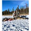 Image 4 : ALBERTA WOLF HUNT AND TRAPLINE ADVENTURE FOR ONE HUNTER / 6 DAYS