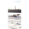 Image 8 : ALBERTA WOLF HUNT AND TRAPLINE ADVENTURE FOR ONE HUNTER / 6 DAYS