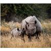 Image 2 : AFRICA 2 HUNTERS 6 DAYS 1 WILDEBEEST SLAM OF TROPHIES