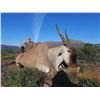 Image 4 : AFRICA 2 HUNTERS 6 DAYS 1 WILDEBEEST SLAM OF TROPHIES