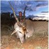 Image 9 : AFRICA 2 HUNTERS 6 DAYS 1 WILDEBEEST SLAM OF TROPHIES